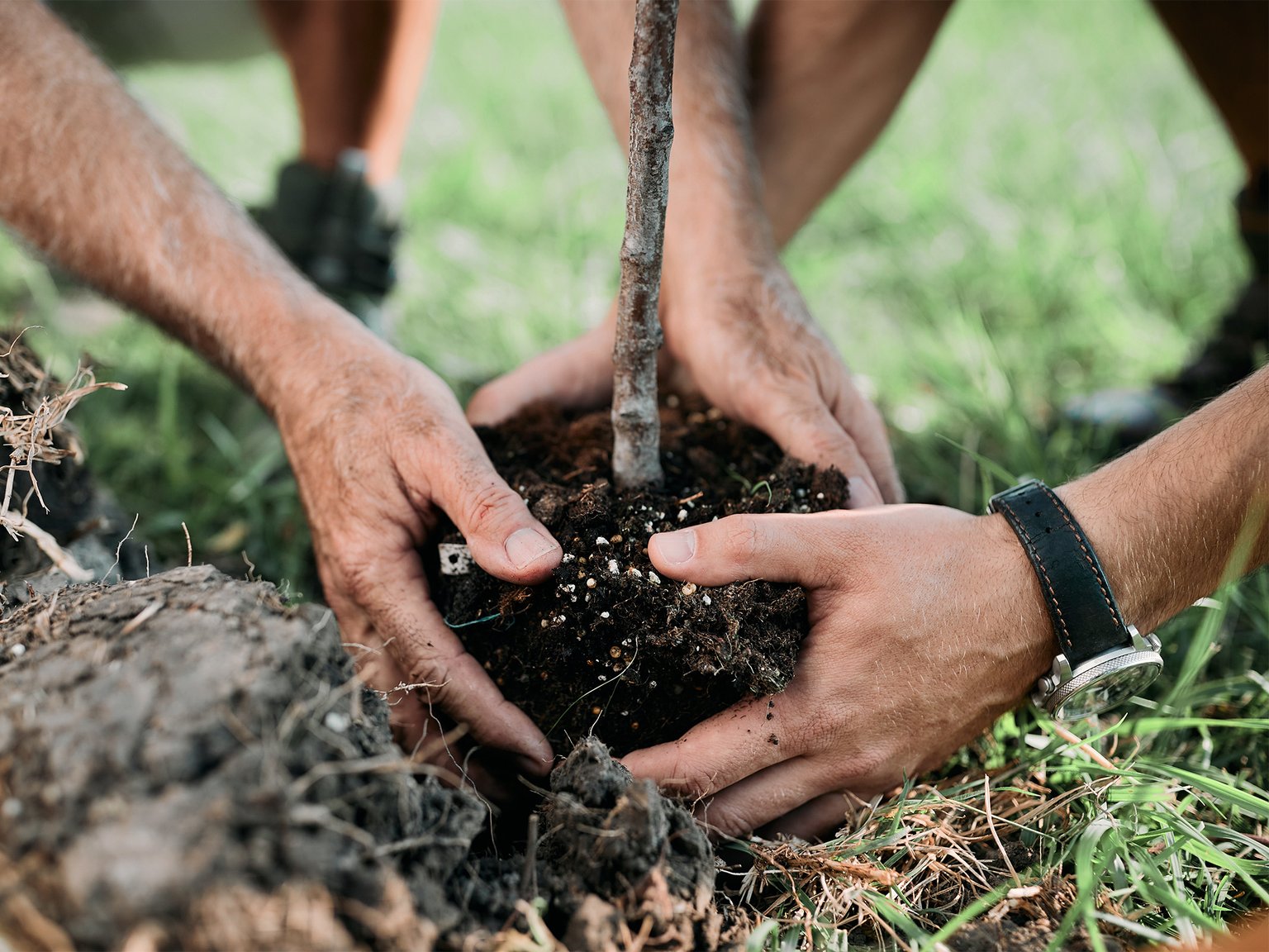 <p>Planting 30,000 Trees for Earth Day</p>
